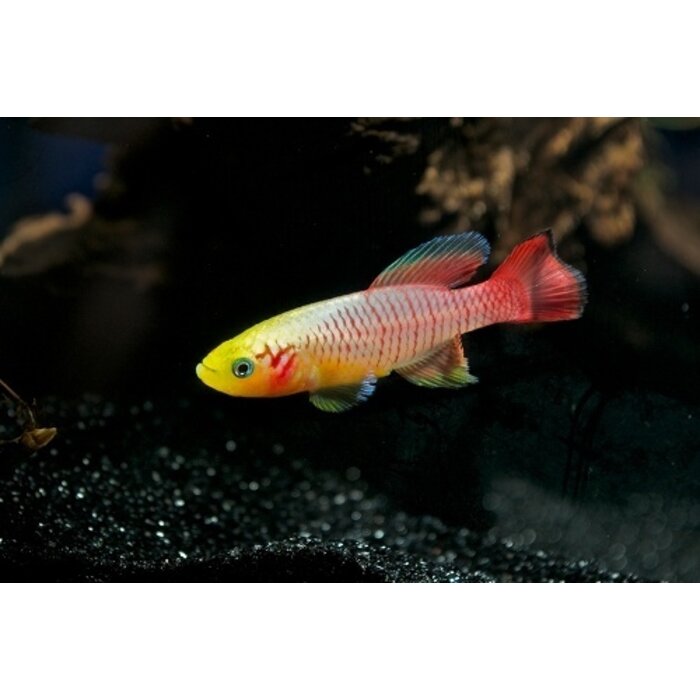 Nothobranchius Guentheri Gold - Killi Guentheri Goud
