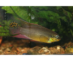 Pelvicachromis Taeniatus - Kersenbuikcichlide Nigeria Red