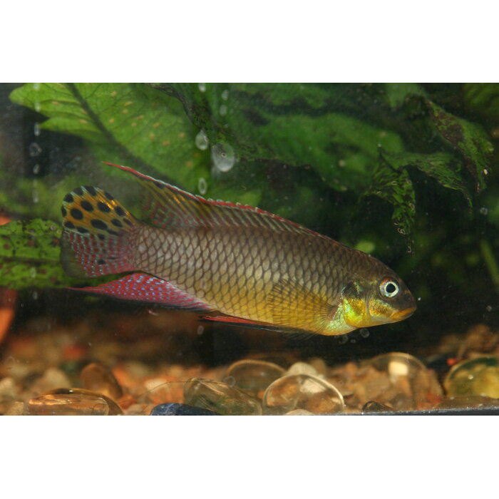 Pelvicachromis Taeniatus - Kersenbuikcichlide Nigeria Red