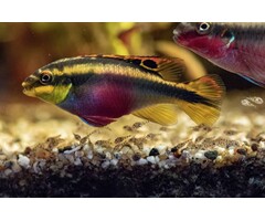 Pelvicachromis Pulcher - Kersenbuikcichlide