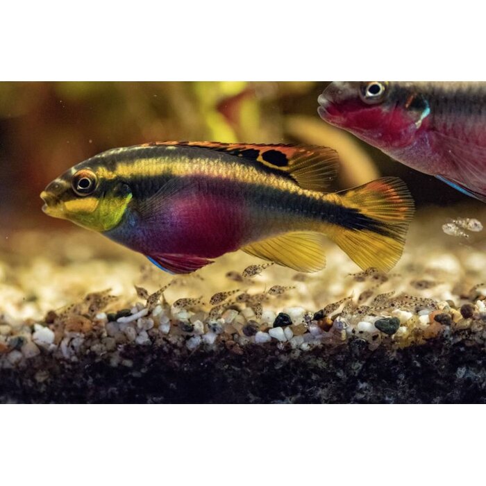 Pelvicachromis Pulcher - Kersenbuikcichlide