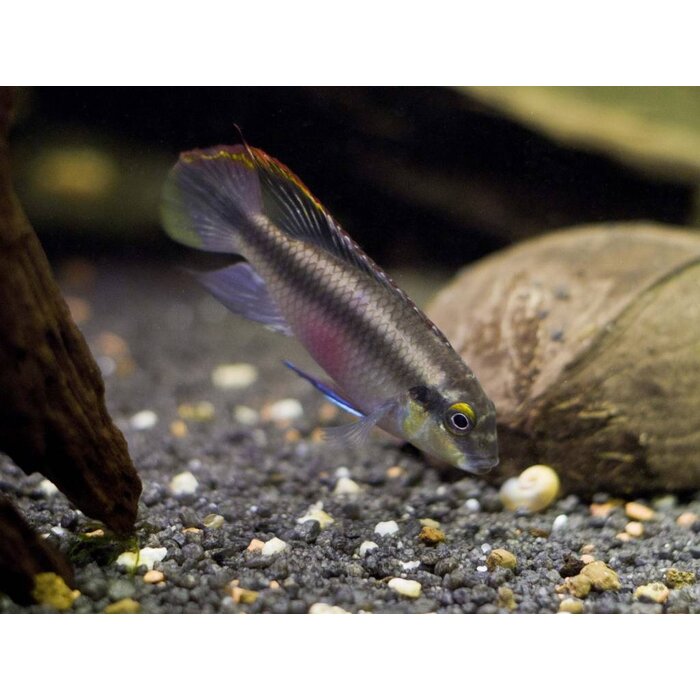 Pelvicachromis Pulcher - Kersenbuikcichlide