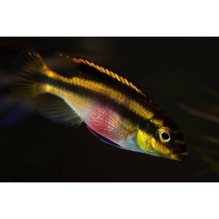 Pelvicachromis Pulcher - Kersenbuikcichlide