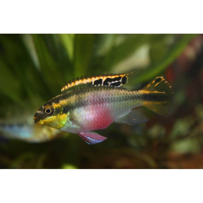 Pelvicachromis Pulcher - Kersenbuikcichlide