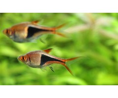Rasbora Heteromorpha - Kegelvlek barbeel