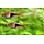 Rasbora Heteromorpha - Kegelvlek barbeel