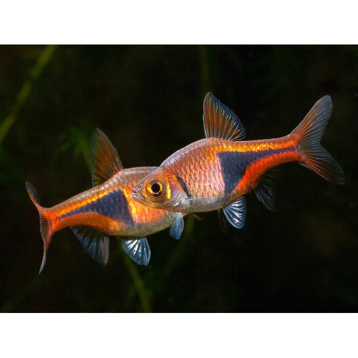Rasbora Heteromorpha - Kegelvlek barbeel