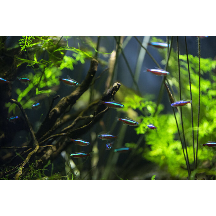 Paracheirodon Axelrodi - Kardinaaltetra XXXXL