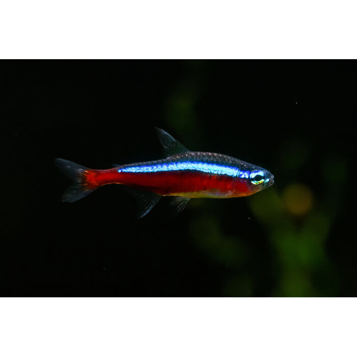 Paracheirodon Axelrodi - Kardinaaltetra XXXXL