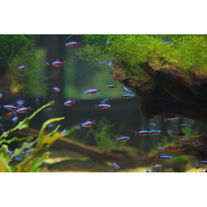 Paracheirodon Axelrodi - Kardinaaltetra