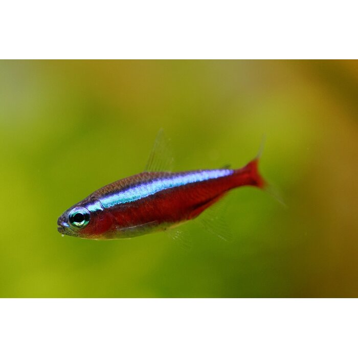 Paracheirodon Axelrodi - Kardinaaltetra