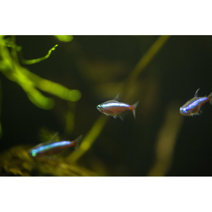 Paracheirodon Axelrodi - Kardinaaltetra