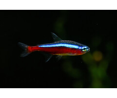 Paracheirodon Axelrodi - Kardinaaltetra