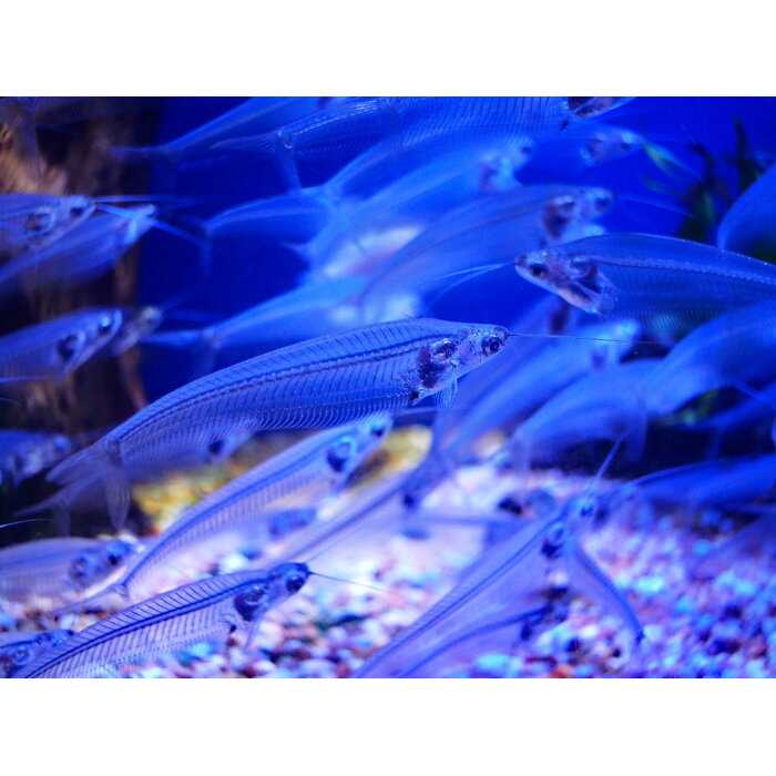 Kryptopterus Biccirhis - Indische Glasmeerval