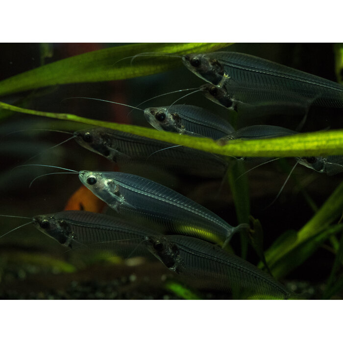 Kryptopterus Biccirhis - Indische Glasmeerval