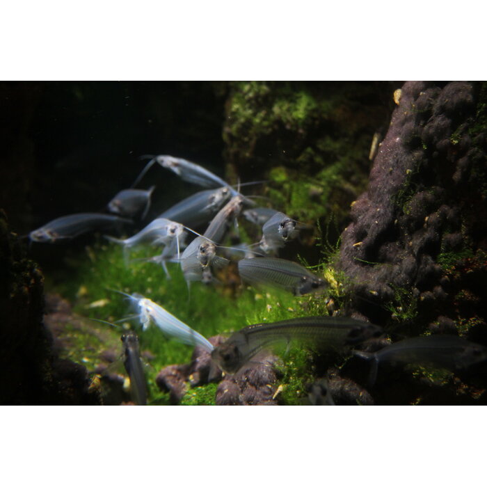 Kryptopterus Biccirhis - Indische Glasmeerval