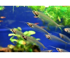 Kryptopterus Biccirhis - Indische Glasmeerval