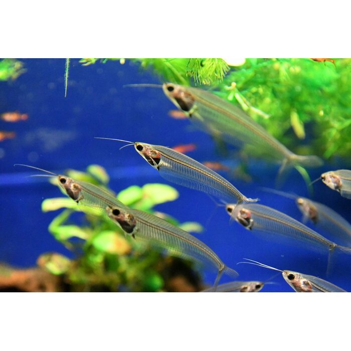 Kryptopterus Biccirhis - Indische Glasmeerval