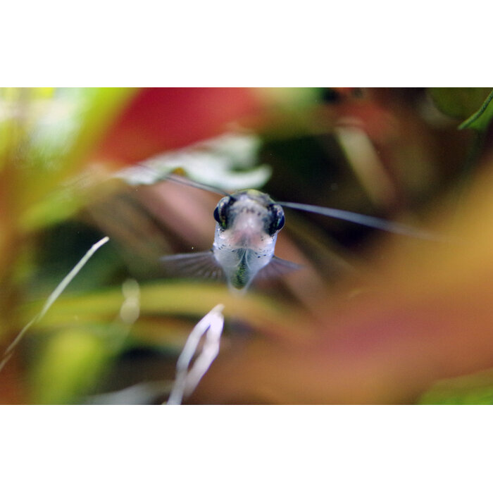 Kryptopterus Biccirhis - Indische Glasmeerval