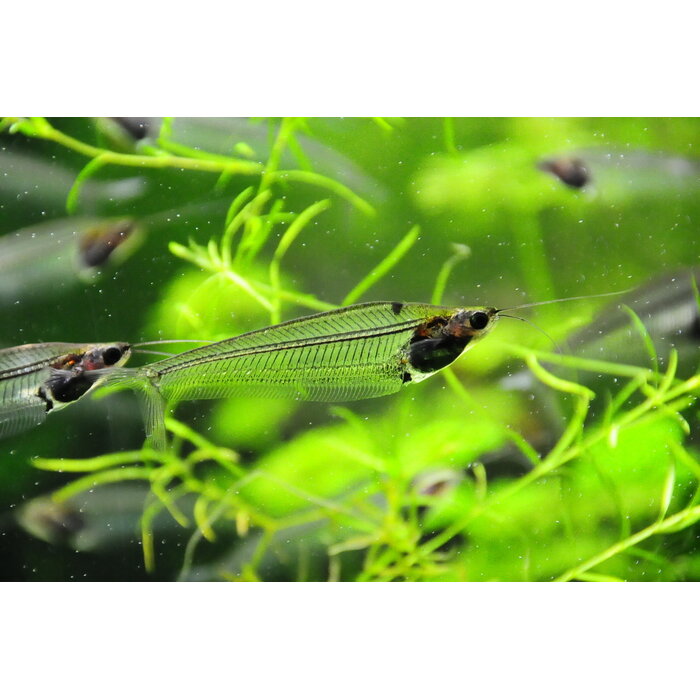 Kryptopterus Biccirhis - Indische Glasmeerval