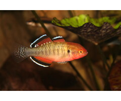 Hypseleotris Compressa - Australische Keizergrondel