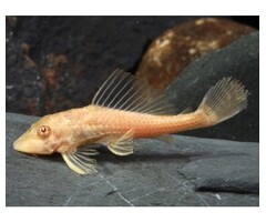 Hypostomus Plecostomus Gold - Plecostomus Goud
