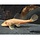 Hypostomus Plecostomus Gold - Plecostomus Goud