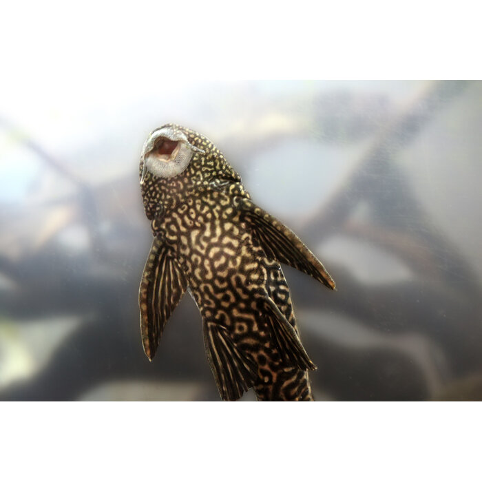 Hypostomus Plecostomus - Plecostomus