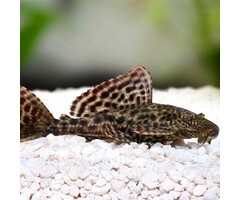 Hypostomus Plecostomus - Plecostomus