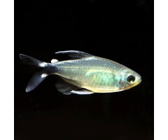 Hyphessobrycon Elachys - Auro Tetra