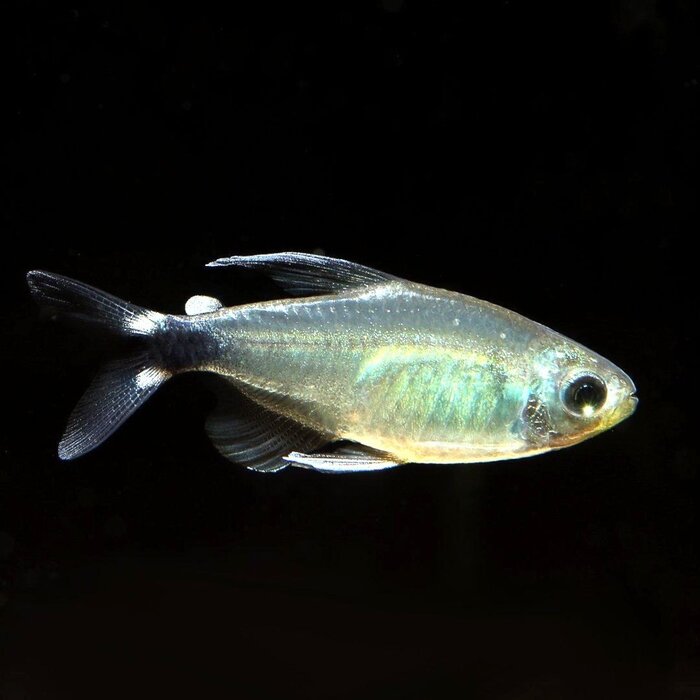 Hyphessobrycon Elachys - Auro Tetra