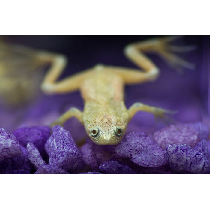 Hymenochirus Boettgeri Gold - Dwergklauwkikker Goud