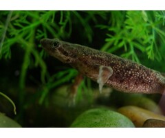 Hymenochirus Boettgeri - Dwergklauwkikker