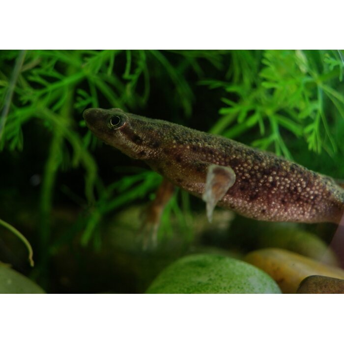 Hymenochirus Boettgeri - Dwergklauwkikker