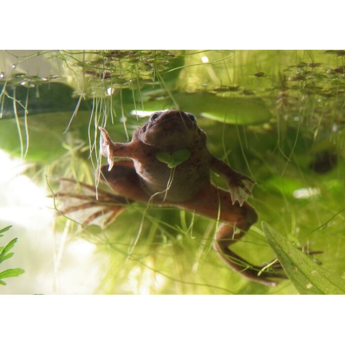 Hymenochirus Boettgeri - Dwergklauwkikker