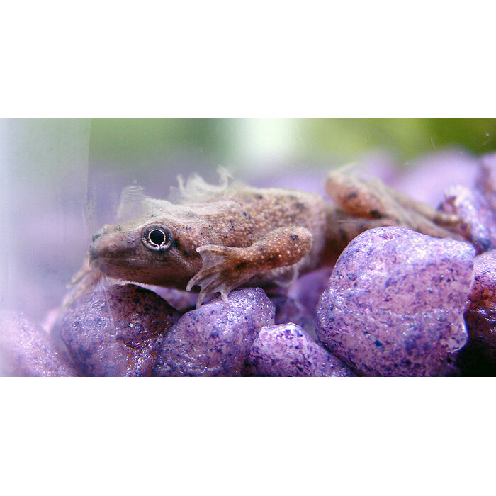 Hymenochirus Boettgeri - Dwergklauwkikker