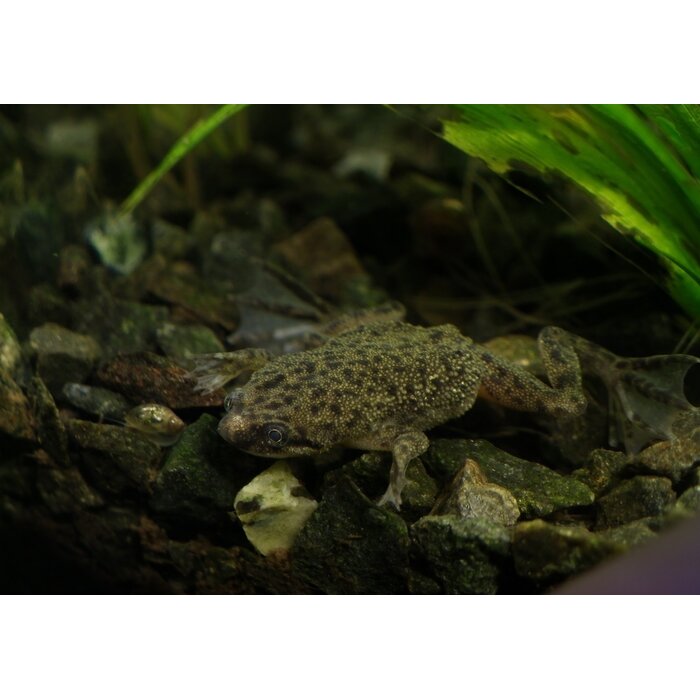 Hymenochirus Boettgeri - Dwergklauwkikker