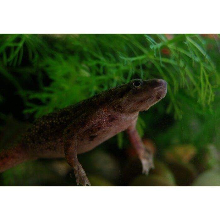 Hymenochirus Boettgeri - Dwergklauwkikker