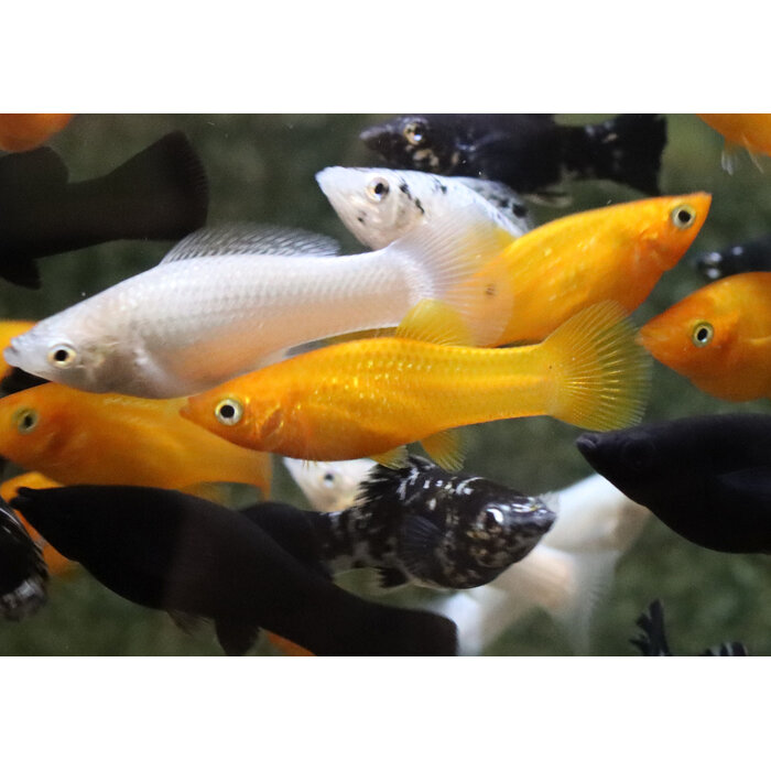 Poecilia Velifera - Hoogvinkarper Mix