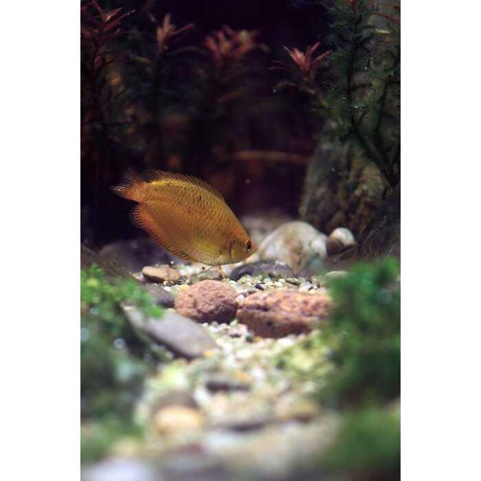 Colisa Chuna - Honing Gourami