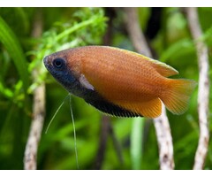 Colisa Chuna - Honing Gourami