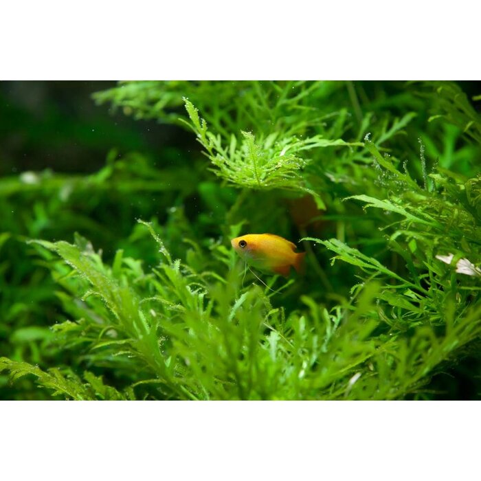 Colisa Chuna Gold - Honing Gourami Goud