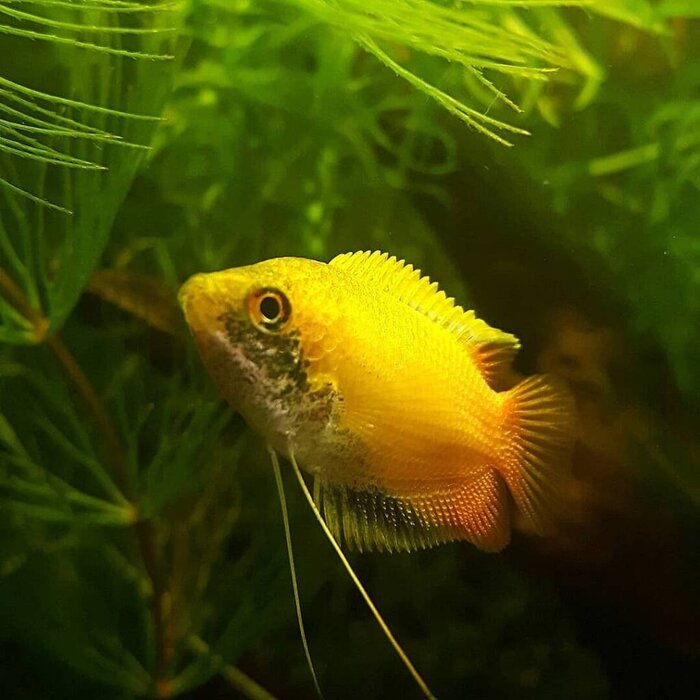 Colisa Chuna Gold - Honing Gourami Goud