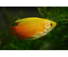 Colisa Chuna Gold - Honing Gourami Goud