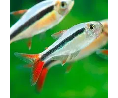 Thayeria sp. Rio Teles Pires - Hockystick Roodstaart