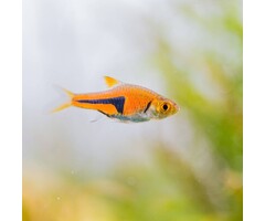 Rasbora Hengeli - Hockeystickbarbeel