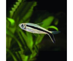 Thayeria Boehlkei - Hockeystick