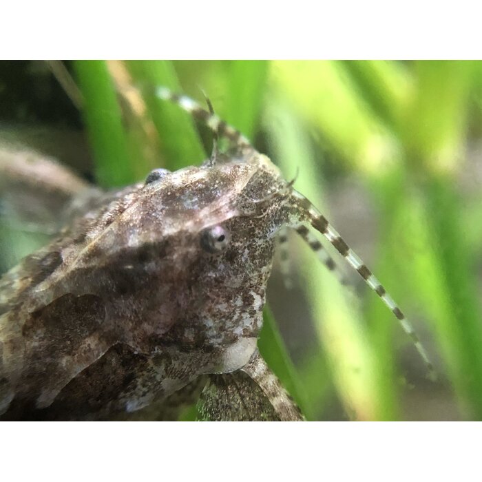 Hara Jerdoni - Dwergvleugelmeerval