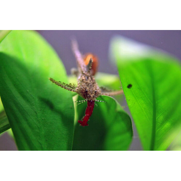 Hara Jerdoni - Dwergvleugelmeerval