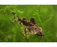 Hara Jerdoni - Dwergvleugelmeerval